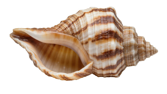 Striped spiral seashell with textured ridges, isolated on transparent background