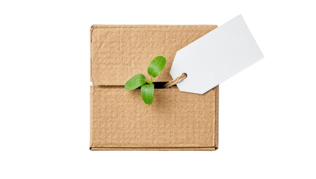 Small green sprout emerging from a cardboard box with a blank tag, isolated on transparent background