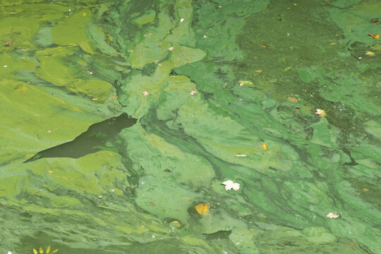 Close up of vibrant green algae covering the surface of the Leeds and Liverpool Canal in West Yorkshire, England.