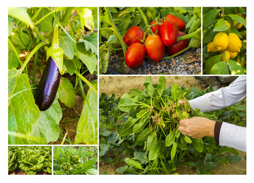 Fresh, organic fruits and vegetables agriculture collage. Harvest.