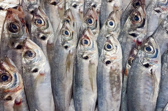 Seafood and raw fish market. Food concept photo.