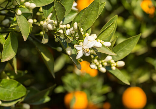 Ripe oranges hanging on a blossoming orange tree
