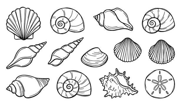 Set of hand drawn sea shells and ocean mollusks in black and white