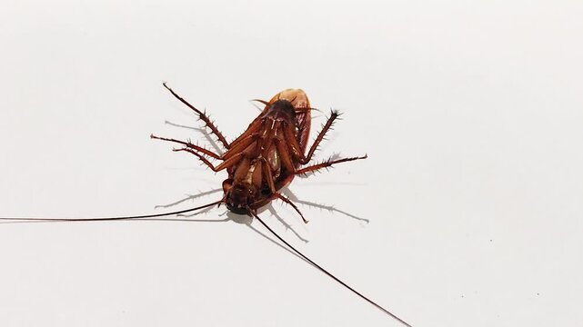 A cockroach lies on its back, moving against a white background, this closeup view captures the insect's natural behavior, pest infestation, movement.