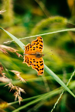 네발나비 (Polygonia c-aureum)