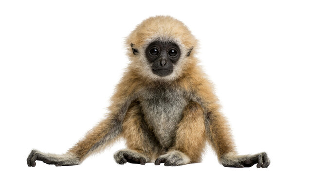 Young gibbon primate with light brown fur sitting, isolated on transparent background