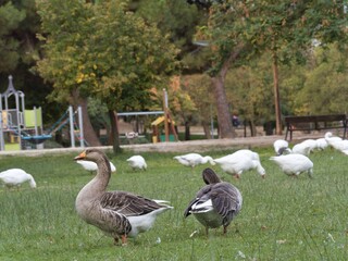 Ducks and geese walking in the park during a cloudy day © Piotr