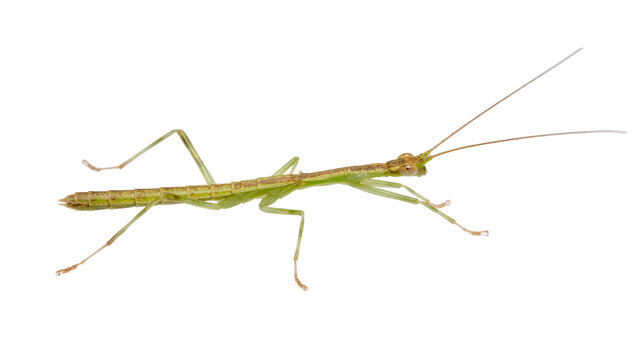 Green stick insect with long antennae, isolated on transparent background