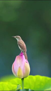Small Bird Calling With Open Beak Standing On Pink Lotus Bud Vertical Stock Video Footage 