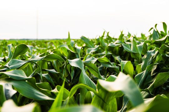 Lush green corn field growing under clear sky showing agricultural growth during summer season