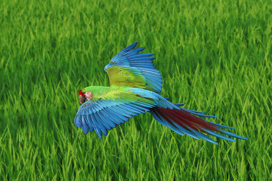 A beautiful military macaw is flying over the green rice fields in the evening.