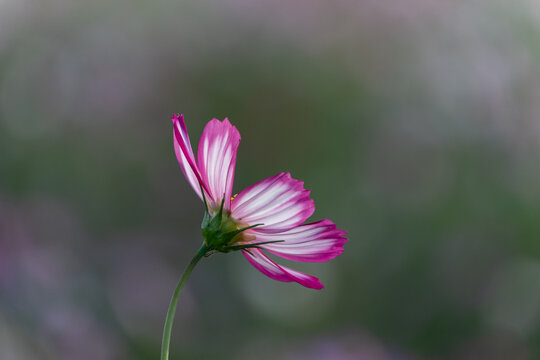 Close up of pink and white cosmos flower blooming backlighting with soft bokeh background in autumn