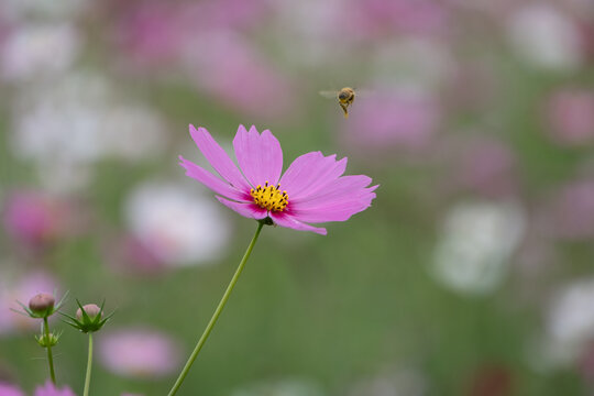 Pink cosmos flower blooming in autumn field with honeybee flying in soft focus background