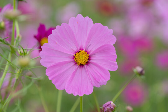 Close up of pink cosmos flower blooming in sunlight with soft bokeh background in autumn