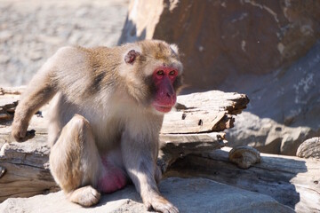 A monkey in the zoo. Wild animals. © Станислав 