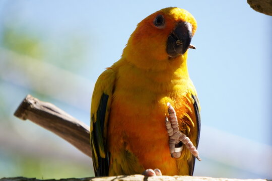 Solar aratinga. A parrot in the zoo.