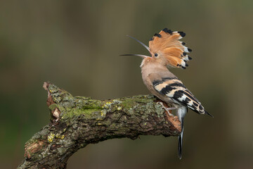 Eurasian hoopoe (Upupa epops) sitting on a branch. Blurry  green background.  © Albert
