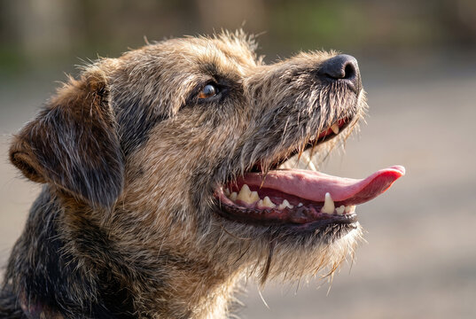 Oral Anatomy and Thermoregulation in Dogs