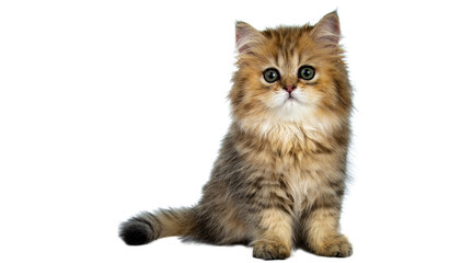 cat png, cat, kitten, isolated, animal, domestic, british, adorable, tabby, portrait, sitting, fur, kitty, feline, young, pet, cute, baby, animals, small, beautiful © Adrey Popov