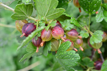 Ripe Gooseberries Growing on Bush with raindrops on berries and leaves © Irina