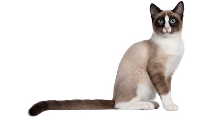 cat png, cat, kitten, isolated, animal, domestic, british, adorable, tabby, portrait, sitting, fur, kitty, feline, young, pet, cute, baby, animals, small, beautiful © Adrey Popov