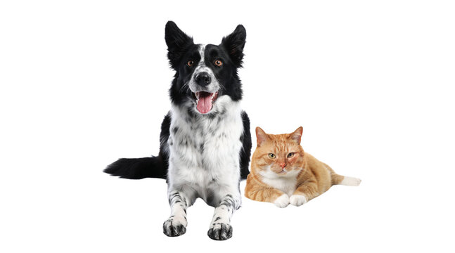 cat, dog, pet, feline, canine, animal, cat and dog, kitten, puppy, fluffy, cute cat, small dog, furry friends, pets together, domestic animals, cat and dog friends, sitting together, pet portrait, ado