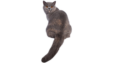 cat png, cat, kitten, isolated, animal, domestic, british, adorable, tabby, portrait, sitting, fur, kitty, feline, young, pet, cute, baby, animals, small, beautiful © Adrey Popov