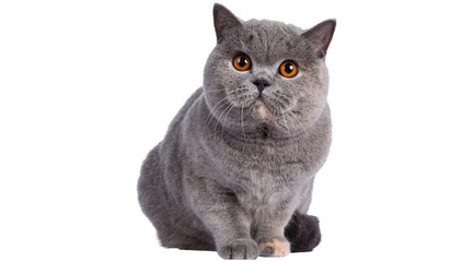 cat png, cat, kitten, isolated, animal, domestic, british, adorable, tabby, portrait, sitting, fur, kitty, feline, young, pet png on transparent cutout, © Muhammad