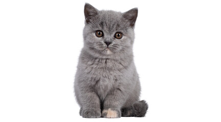 cat png, cat, kitten, isolated, animal, domestic, british, adorable, tabby, portrait, sitting, fur, kitty, feline, young, pet png on transparent cutout, © Adrey Popov