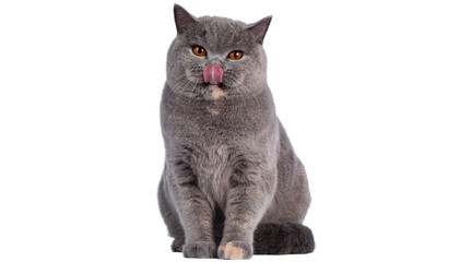 cat png, cat, kitten, isolated, animal, domestic, british, adorable, tabby, portrait, sitting, fur, kitty, feline, young, pet png on transparent cutout, © Muhammad
