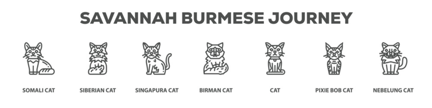 Savannah Burmese Journey with icon of Somali cat, Siberian cat, Singapura cat, Birman cat, Cat, Pixie bob cat, Nebelung cat