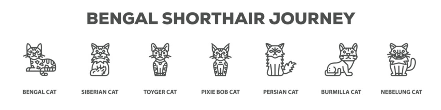 Bengal Shorthair Journey with icon of Bengal cat, Siberian cat, Toyger cat, Pixie bob cat, Persian cat, Burmilla cat, Nebelung cat