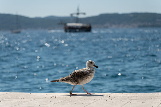 Seagull walking along a waterfront with a boat in the background