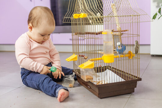 Baby helping feed pet bird in cage on floor