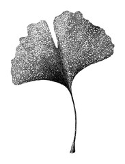 Obraz premium PNG Intricate black and white ginkgo leaf illustration