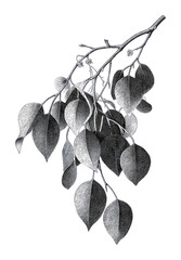 Obraz premium PNG Vintage botanical illustration of leafy branch