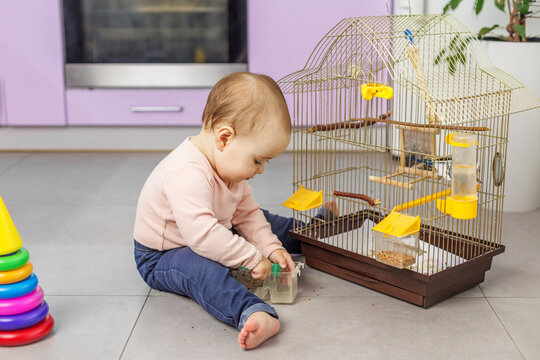 Baby pouring bird food for pet parakeet into cage
