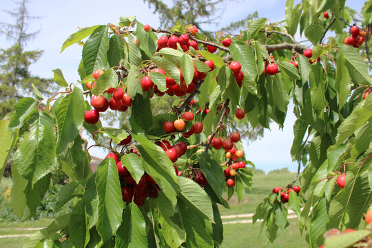 Branche de cerisier charg&eacute;e de cerises rouges m&ucirc;res pr&ecirc;tes pour la r&eacute;colte dans un verger
