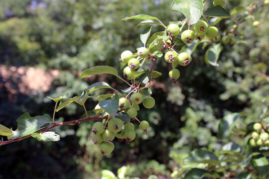 Branche de pommier sauvage charg&eacute;e de petites pommes vertes en plein soleil d'&eacute;t&eacute;