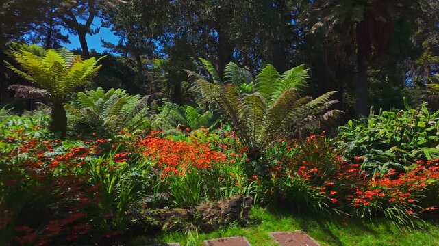 Lush tropical garden with large ferns and bright red flowers in Golden Gate Park, San Francisco. Dense greenery and vibrant plants create a rich natural background on a sunny day