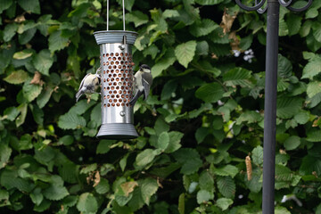 birds feeding on a feeder filled with food like peanuts © LDC