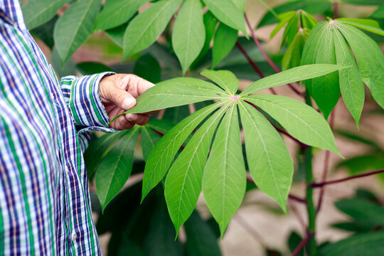 Fresh green cassava leaves and farmers hand gently holding the foliage, tropical agriculture, farming nature, and sustainable plant cultivation, close-up