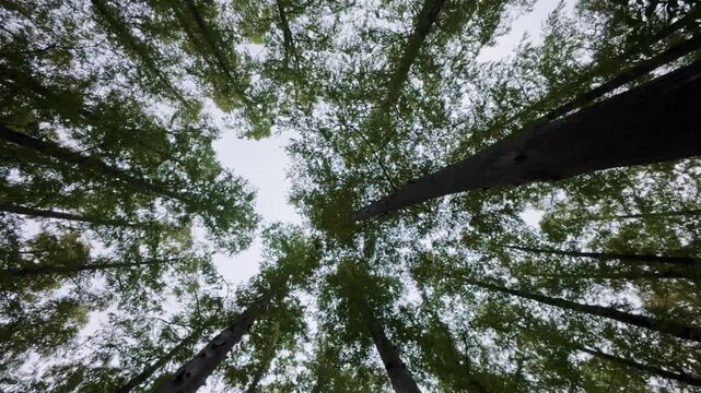 Upward view of towering metasequoia trees forming a natural cathedral canopy in misty forest