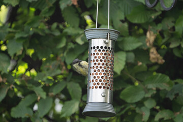 birds feeding on a feeder filled with food like peanuts © LDC