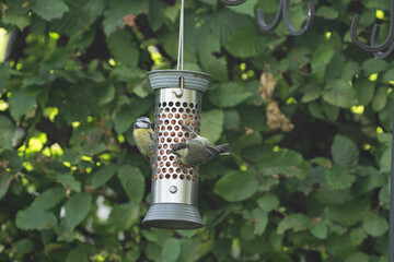 birds feeding on a feeder filled with food like peanuts © LDC