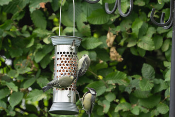 birds feeding on a feeder filled with food like peanuts © LDC