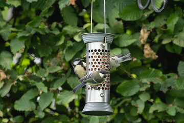 birds feeding on a feeder filled with food like peanuts © LDC