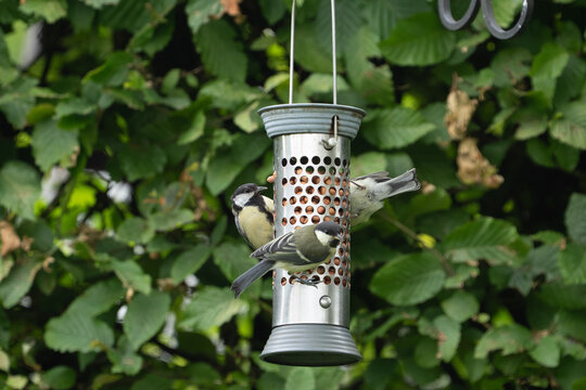 birds feeding on a feeder filled with food like peanuts