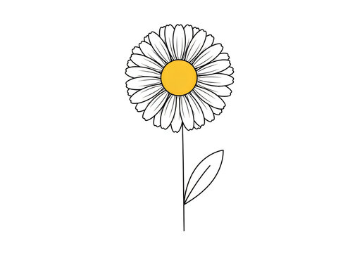 Simple white daisy with yellow center