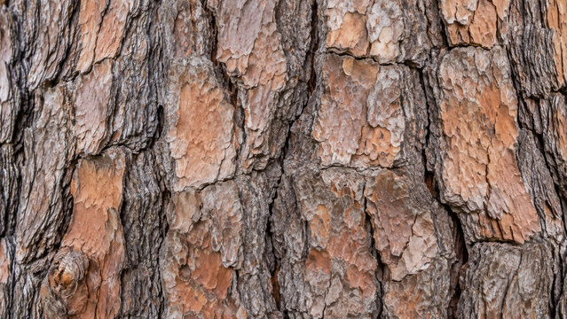 Rough pine tree bark texture close up